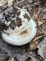 Cortinarius scaurotraganoides