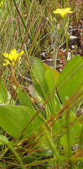 Villarsia capensis