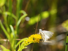 Heliopetes ericetorum
