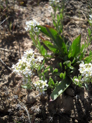 Lepidium integrifolium