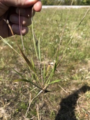 Panicum flexile