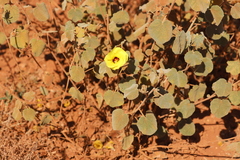 Hibiscus austrinus austrinus