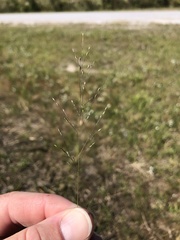 Panicum flexile