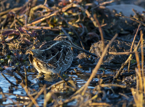 iNaturalist observation photo of Wilson's Snipe