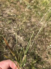 Panicum flexile