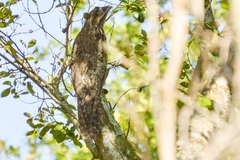 Caprimulgiformes