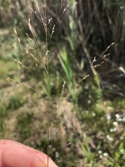 Panicum flexile