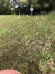 Panicum flexile