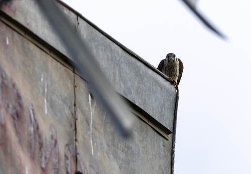 iNaturalist observation photo of American Kestrel