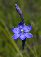 Thelymitra erosa