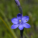Thelymitra erosa - Photo (c) Keith Martin-Smith, some rights reserved (CC BY-NC-SA), uploaded by Keith Martin-Smith