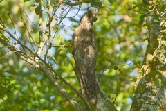 Caprimulgiformes