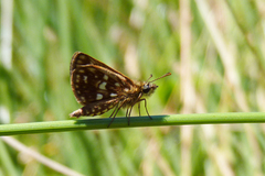 Dardarina gaucha