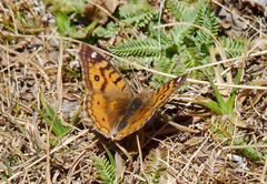 Junonia vestina livia