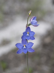 Thelymitra juncifolia