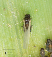 Sipha maydis