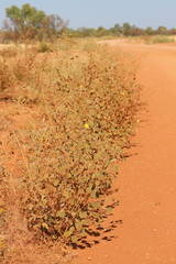 Hibiscus austrinus austrinus