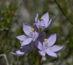 Thelymitra nuda