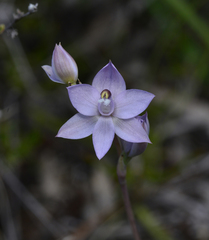 Thelymitra nuda