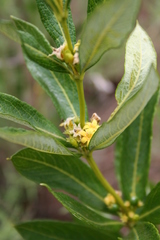 Fadogia homblei