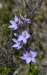 Thelymitra nuda