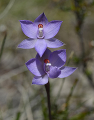 Thelymitra nuda