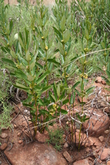 Fadogia homblei