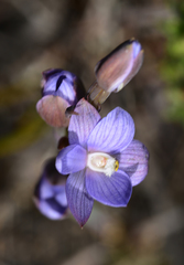 Thelymitra polychroma