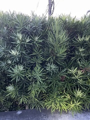 Podocarpus macrophyllus maki