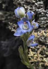 Thelymitra silena