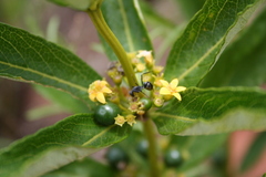 Fadogia homblei