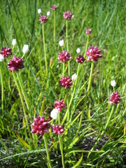 Allium geyeri tenerum