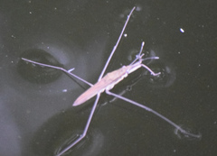 Limnoporus rufoscutellatus