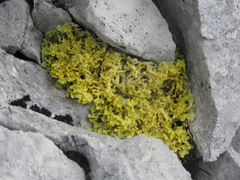 Vulpicida juniperinus