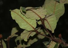 Trichocladus crinitus