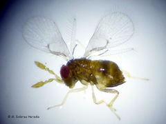 Tegosa anieta