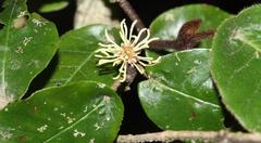 Trichocladus crinitus