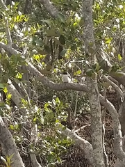 Todiramphus macleayii