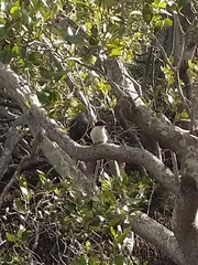 Todiramphus macleayii