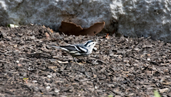 Mniotilta varia