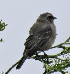 Crithagra gularis endemion