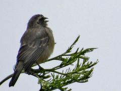 Crithagra gularis endemion