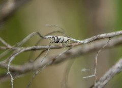 Compsotropha selenias