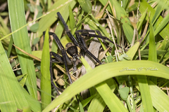 Ancylometes bogotensis