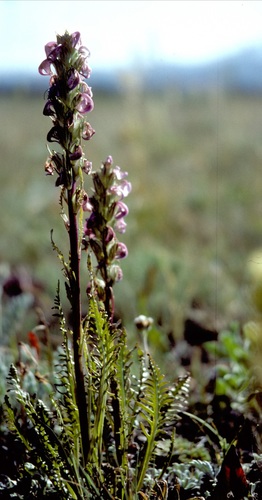 Pedicularis contorta var. ctenophora
