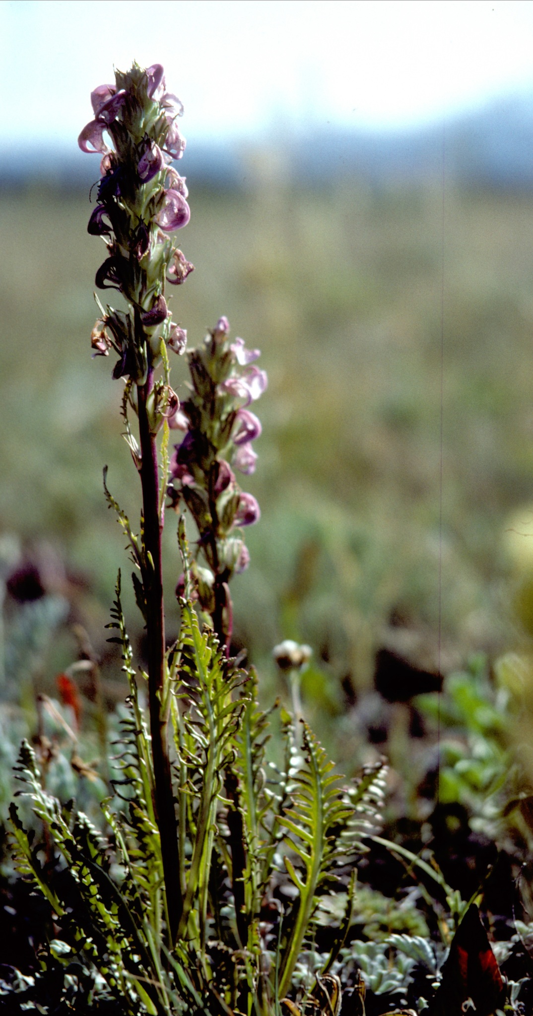 Pedicularis contorta var. ctenophora