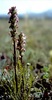 Pedicularis contorta ctenophora - Photo (c) Walter Fertig, some rights reserved (CC BY-NC), uploaded by Walter Fertig