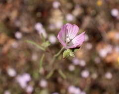 Sidalcea hartwegii