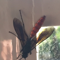 Elaphroptera nigripennis