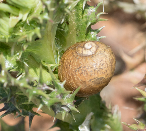 Cantareus apertus